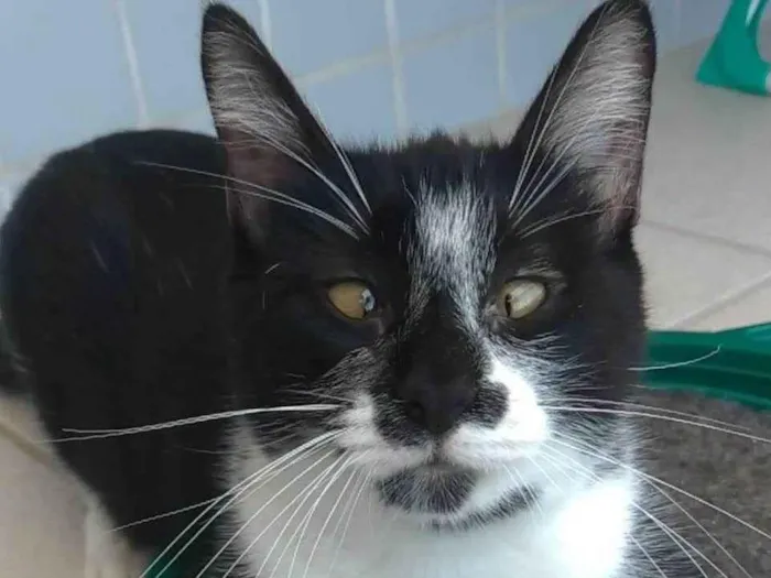Gato ra a srd frajolinha  idade 7 a 11 meses nome AYCA