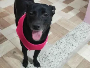 Cachorro raça SRD-ViraLata idade 2 anos nome Safira 