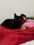Apollo e Thomas