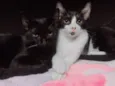 Apollo e Thomas