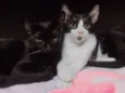 Apollo e Thomas