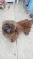 Cora Shitzu 2 aninhos 