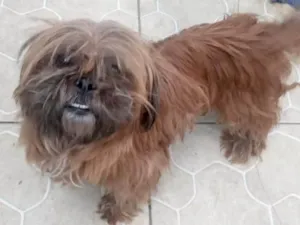 Cachorro raça Shitzu idade 2 anos nome Cora Shitzu 2 aninhos 