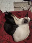 Lua e Mia