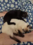 Lua e Mia