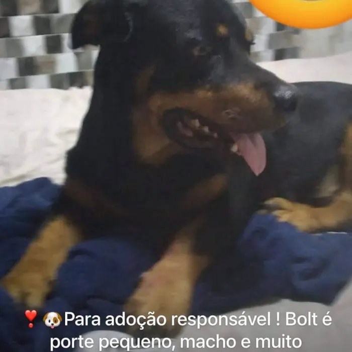 Cachorro ra a SRD-ViraLata idade 2 anos nome Bolt