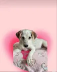 Canjica bb2meses