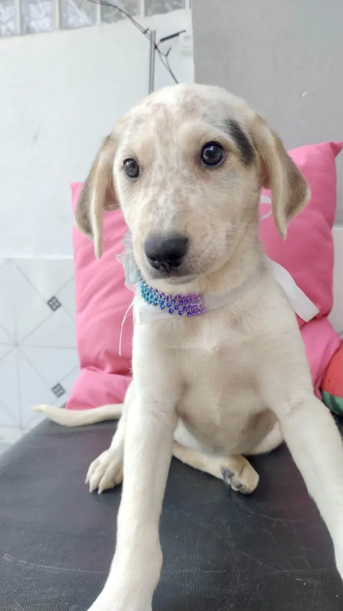Cachorro ra a SRD-ViraLata idade 2 a 6 meses nome Canjica bb2meses 