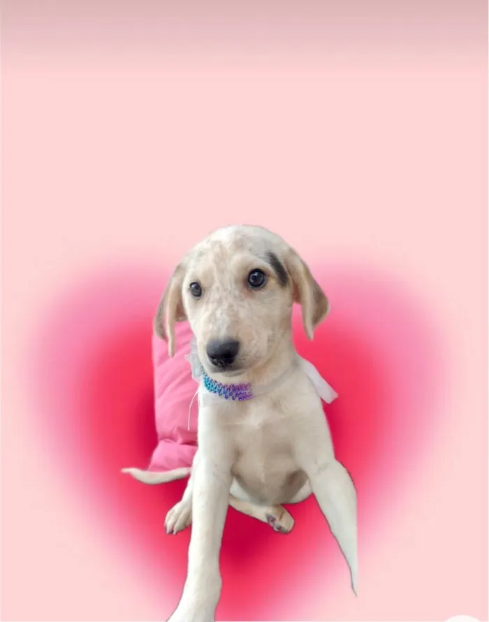Cachorro ra a SRD-ViraLata idade 2 a 6 meses nome Canjica bb2meses 