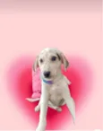 Canjica bb2meses