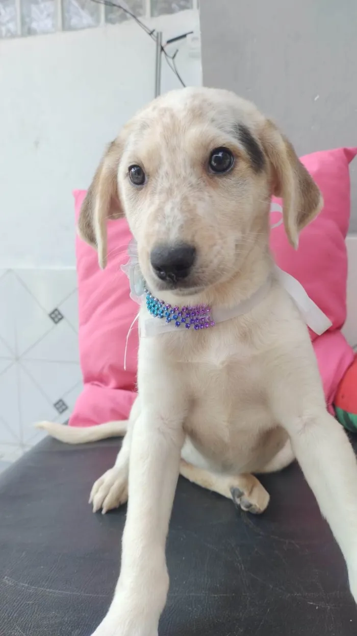 Cachorro ra a SRD-ViraLata idade 2 a 6 meses nome Canjica bb2meses 