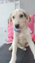 Canjica bb2meses