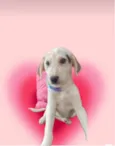 Canjica bb2meses