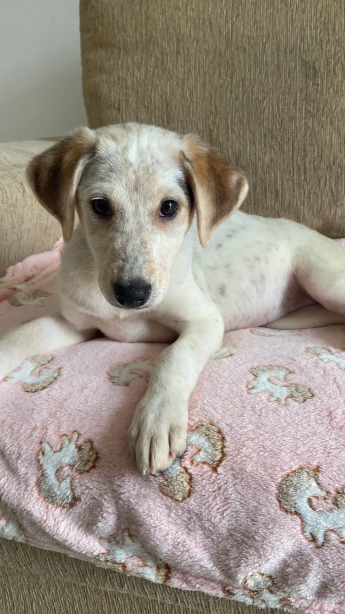 Cachorro ra a SRD-ViraLata idade 2 a 6 meses nome Canjica bb2meses 