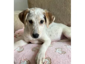 Cachorro raça SRD-ViraLata idade 2 a 6 meses nome Canjica bb2meses 