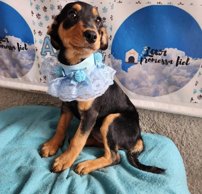 Cachorro ra a SRD-ViraLata idade 2 a 6 meses nome Lilly bb4meses linda 