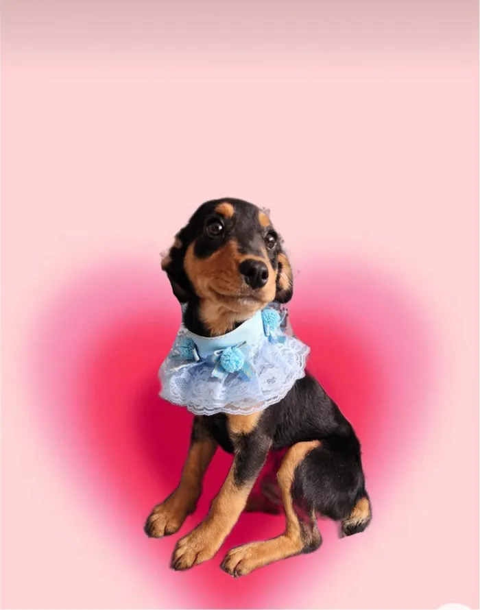 Cachorro ra a SRD-ViraLata idade 2 a 6 meses nome Lilly bb4meses linda 