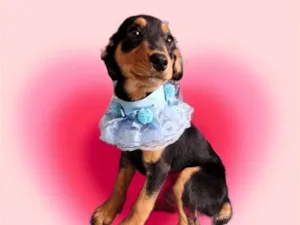 Cachorro raça SRD-ViraLata idade 2 a 6 meses nome Lilly bb4meses linda 