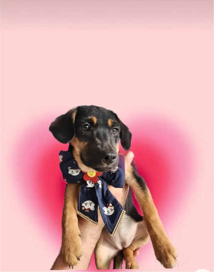 Cachorro ra a SRD-ViraLata idade 2 a 6 meses nome Marie bb4meses linda 