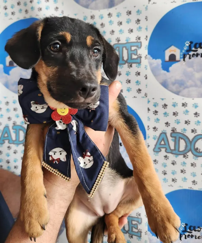Cachorro ra a SRD-ViraLata idade 2 a 6 meses nome Marie bb4meses linda 