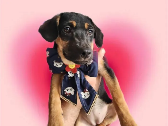 Cachorro ra a SRD-ViraLata idade 2 a 6 meses nome Marie bb4meses linda 