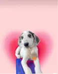 Arroz-doce bb2meses lindo 