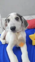Arroz-doce bb2meses lindo