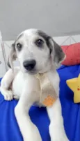 Arroz-doce bb2meses lindo
