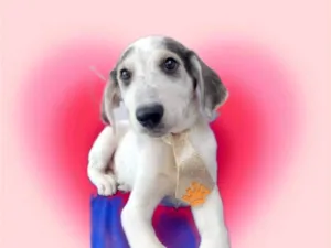 Cachorro raça SRD-ViraLata idade 2 a 6 meses nome Arroz-doce bb2meses lindo 