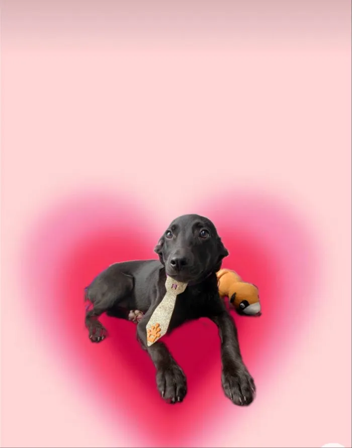 Cachorro ra a SRD-ViraLata idade 2 a 6 meses nome Oreo bb4meses lindo 