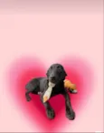 Oreo bb4meses lindo