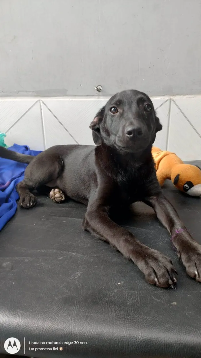 Cachorro ra a SRD-ViraLata idade 2 a 6 meses nome Oreo bb4meses lindo 