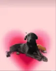 Oreo bb4meses lindo