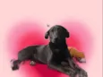 Oreo bb4meses lindo