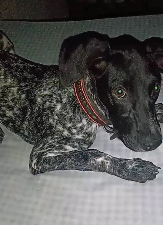 Cachorro ra a Dálmata idade 2 a 6 meses nome Kika
