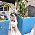 Snoopy bb5meses lindo