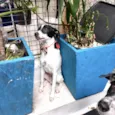 Snoopy bb5meses lindo