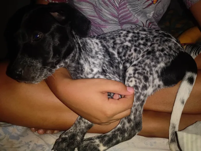 Cachorro ra a Dálmata idade 2 a 6 meses nome Kika