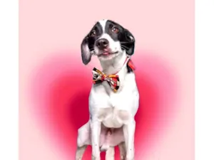 Cachorro raça SRD-ViraLata idade 2 a 6 meses nome Snoopy bb5meses lindo 