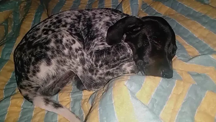 Cachorro ra a Dálmata idade 2 a 6 meses nome Kika