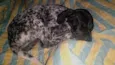 Kika