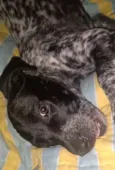 Kika