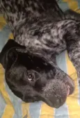 Kika