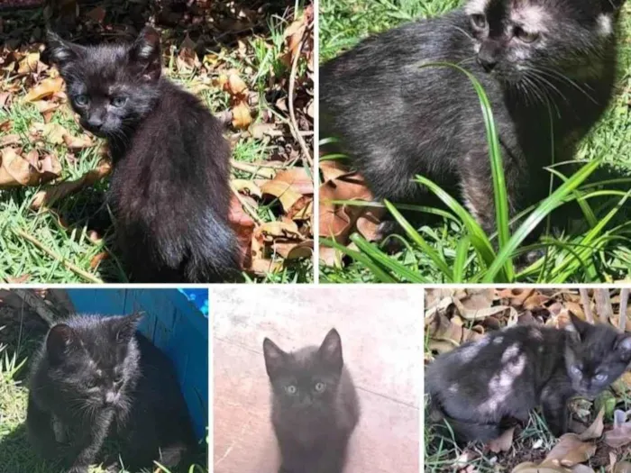 Gato ra a SRD-ViraLata idade 2 a 6 meses nome Gatinhos