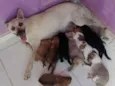 Paçokids