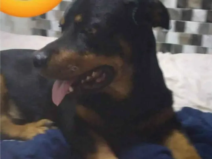 Cachorro ra a SRD-ViraLata idade 2 anos nome Bolt