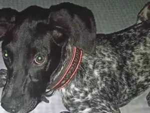 Cachorro raça Dálmata idade 2 a 6 meses nome Kika