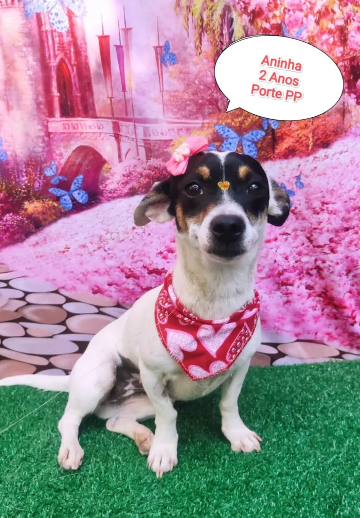 Cachorro ra a SRD-ViraLata idade 2 anos nome Aninha 