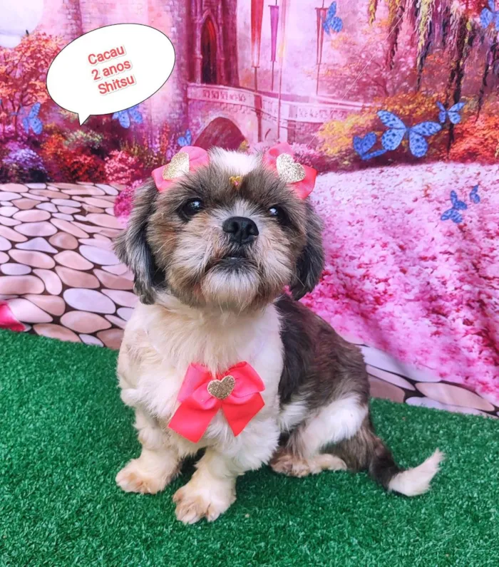 Cachorro ra a Shitzu idade 2 anos nome Cacau