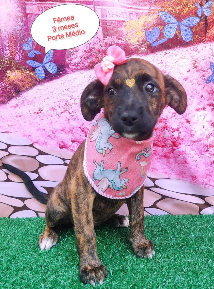 Cachorro ra a SRD-ViraLata idade 2 a 6 meses nome Abelhuda